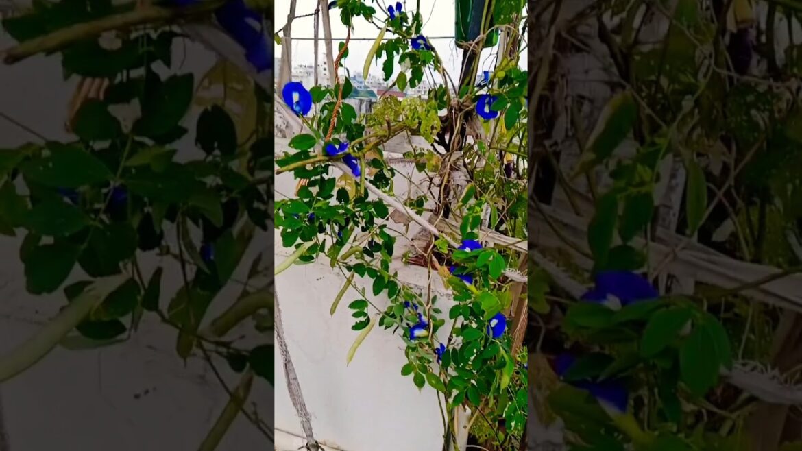 अपराजिता की सुंदर बेल#shorts#gardening#aprajitaplant #nature