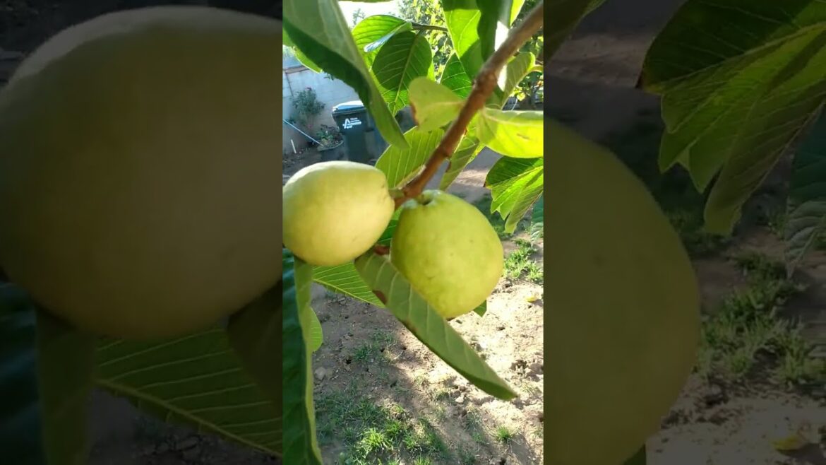 I Grew a Guava Tree from a Stick I Grew a Guava Tree from a Stick