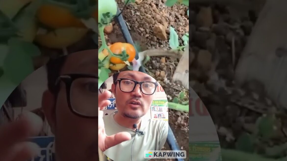 Advice Be careful Nicely check before bye Tomato #virelshorts #short #shortsvideo Advice Be careful Nicely check before bye Tomato #virelshorts #short #shortsvideo