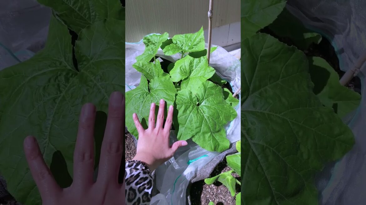 6 week update: small space, little sun? No problem. #containergardening #smallspacegardening #garden