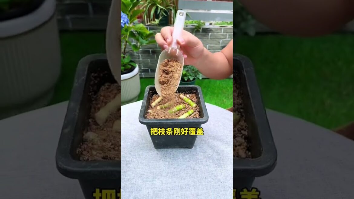 富贵竹的扦插方法#富贵竹#花卉绿植#养花小知识