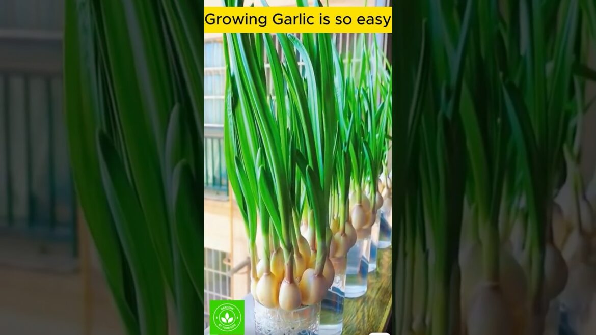 Learn to Grow Garlic in 7 Days using Hydroponic method.