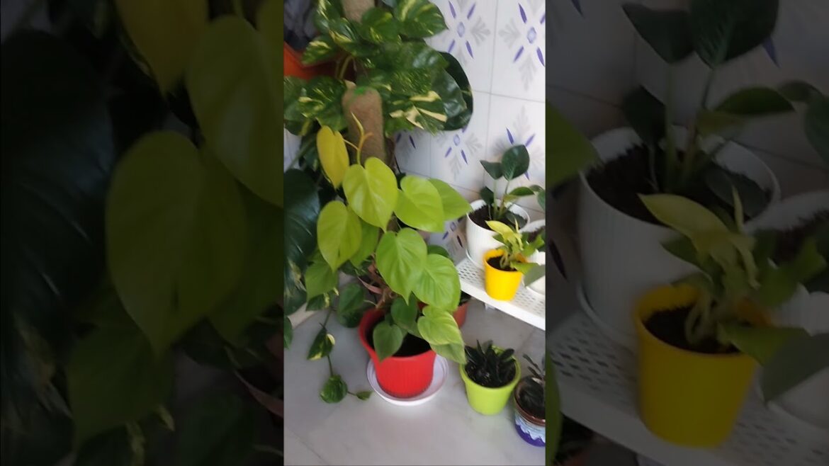 Well arranged indoor plants #gardendesign #terracegarden #indoorplants