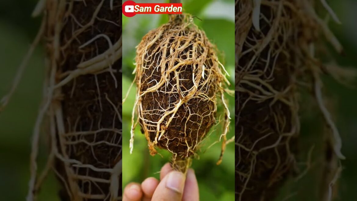 I Grew Guavas in My Apartment 🌳|| Amrud  Plant🌲 #samgarden