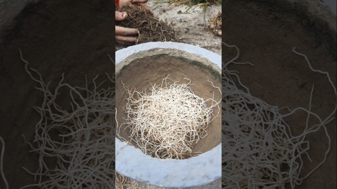 Kya ap jante hai Mai kya krne ja rahi hun #shorts #short #shortsfeed