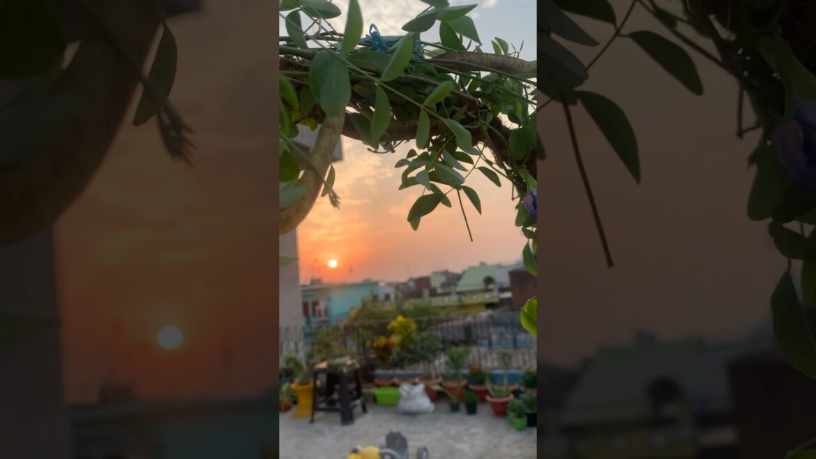 For plants lover🙆‍♀️ || # #gardening #plants #loveforgreengarden #garden #gardenbeauty #flowers #🌿