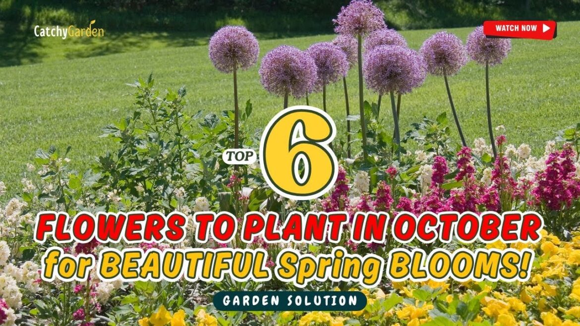 TOP 6 FLOWERS to PLANT in October for BEAUTIFUL Spring BLOOMS! π· πΈ HURRY! πΌ TOP 6 FLOWERS to PLANT in October for BEAUTIFUL Spring BLOOMS! π· πΈ HURRY! πΌ