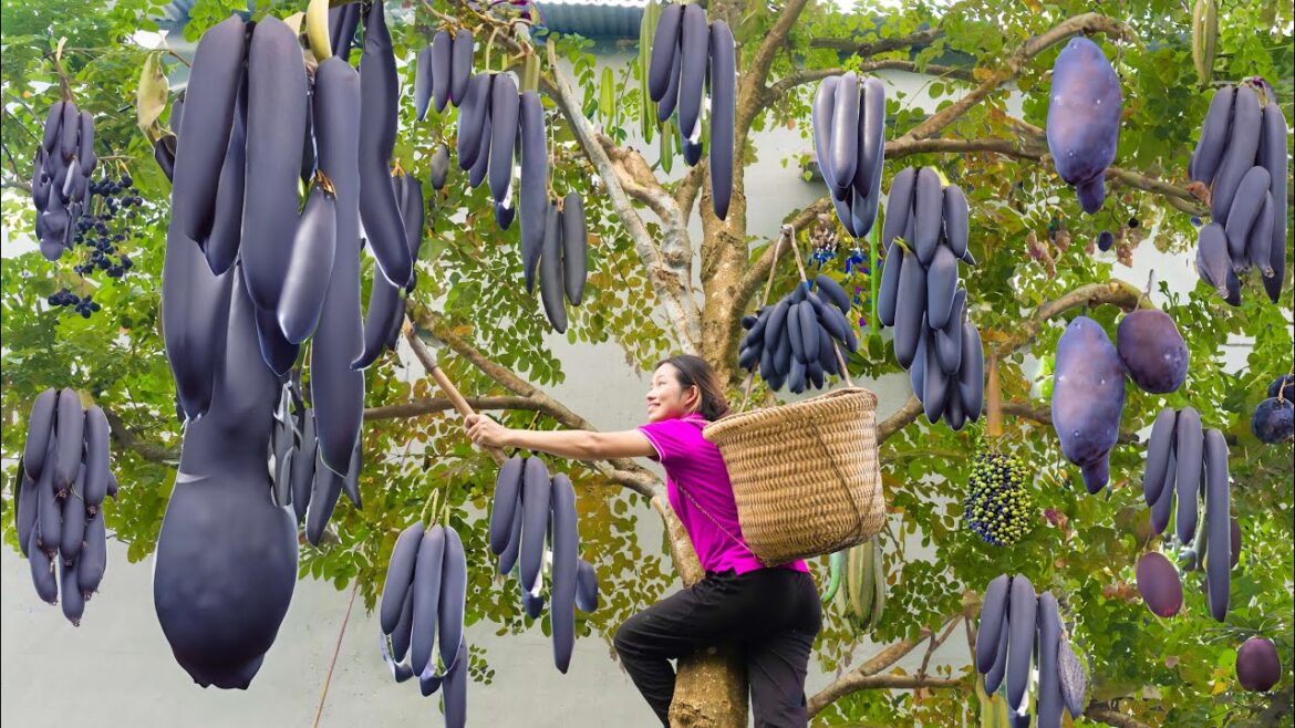 Harvesting Drumstick fruit - The sword hanging on a giant edible tree & a strange way to prepare it