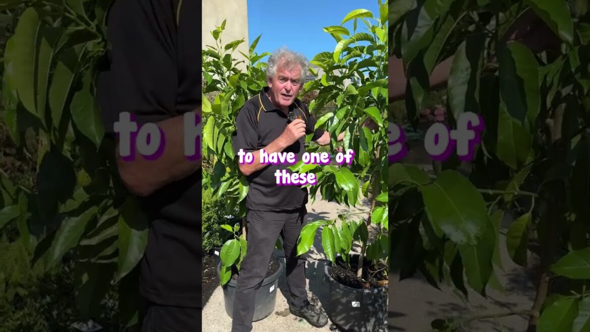 Heaven is a Scent on Earth and it's the Yulan Tree 🌳🌼🌳