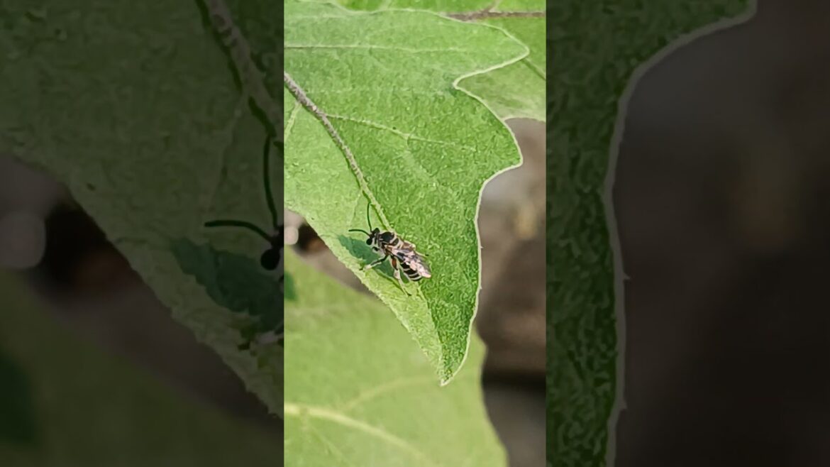 The Science of Boosting Fruit Production in Plants #Pollination The Science of Boosting Fruit Production in Plants #Pollination
