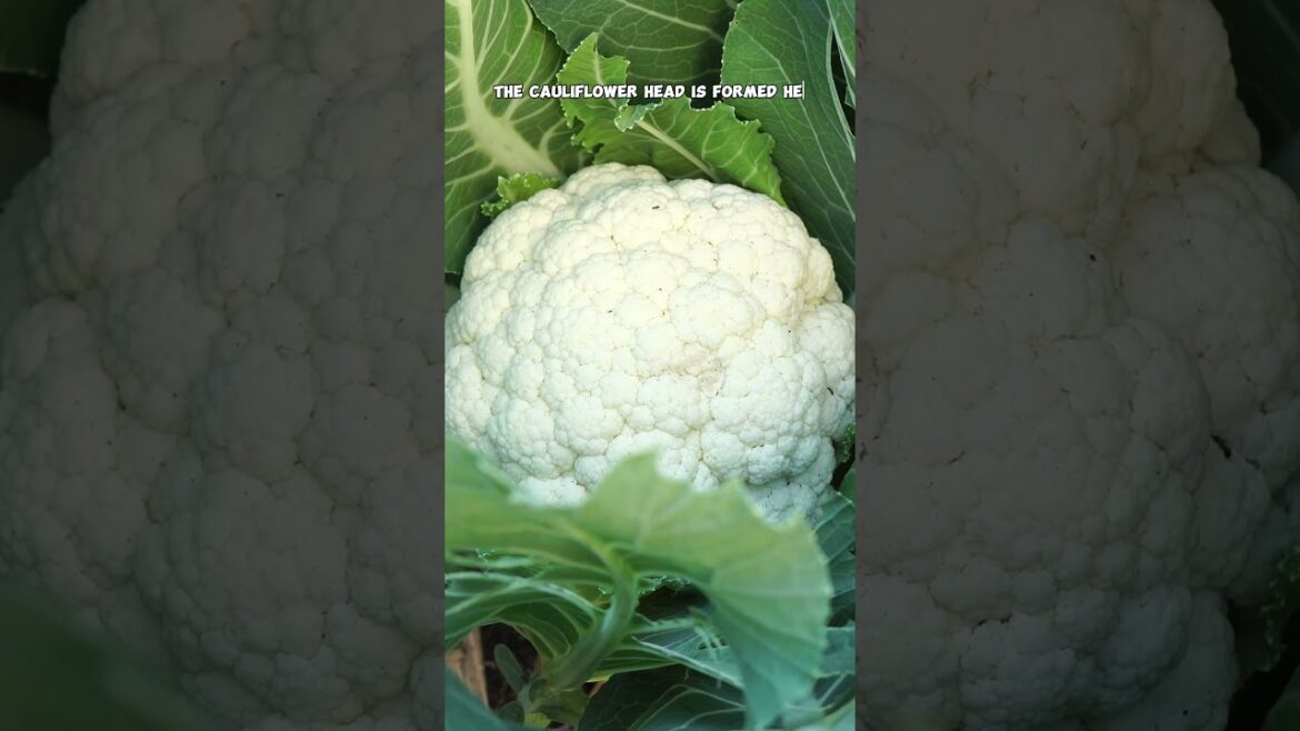 How to Grow Cauliflower in Your Garden | Fall Gardening Tips 🌱