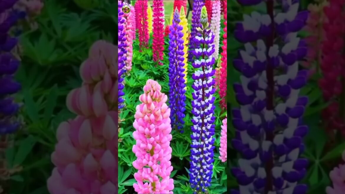 Enchanting Flower Garden: A Stunning Floral Wonderland | Beautiful Nature Shorts | #shorts Enchanting Flower Garden: A Stunning Floral Wonderland | Beautiful Nature Shorts | #shorts