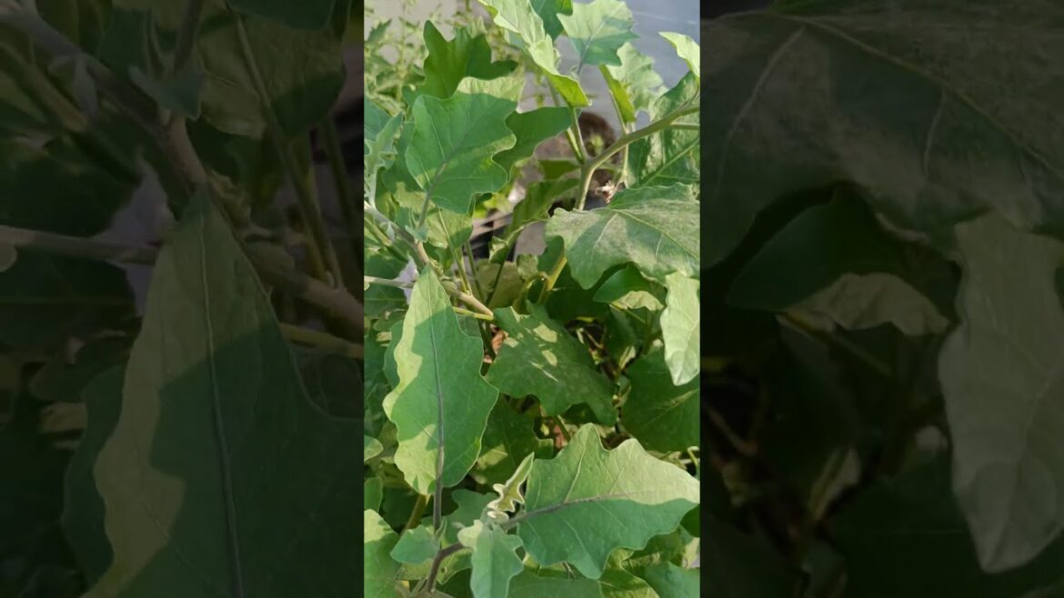 I Grew An Eggplant On My Roof! #Brinjalplant I Grew An Eggplant On My Roof! #Brinjalplant