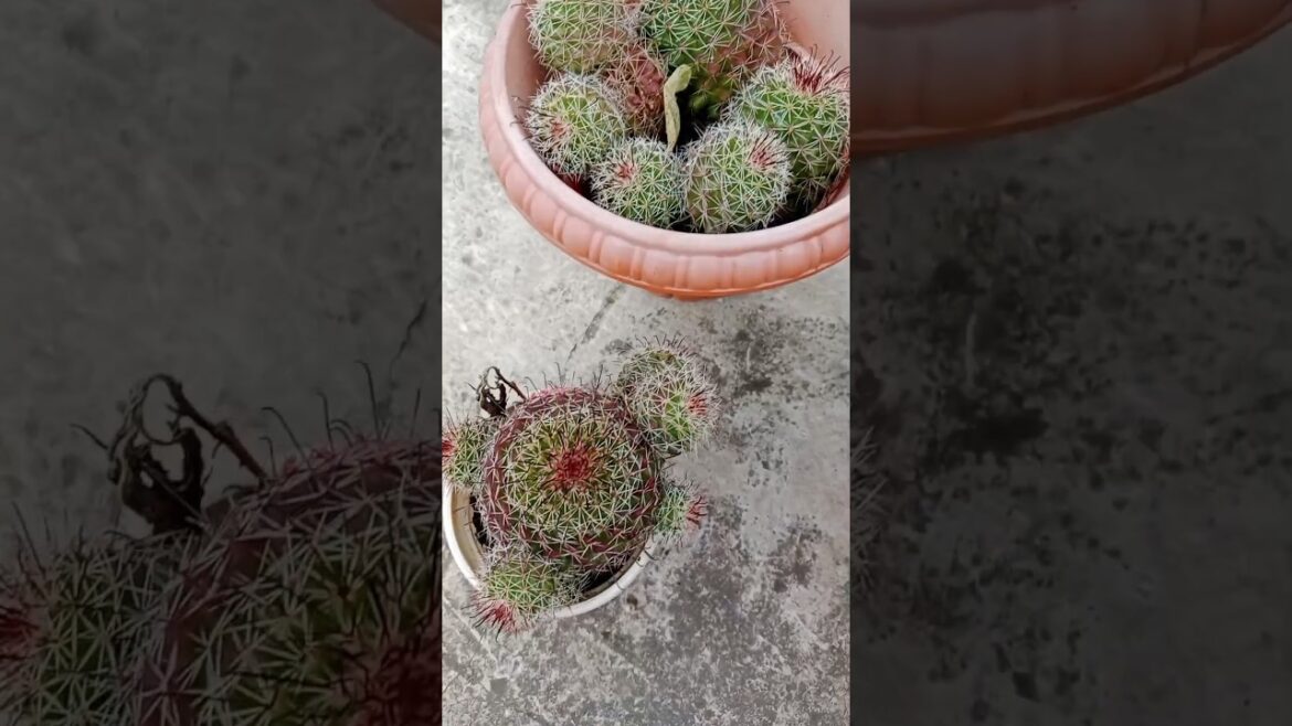 Give it to best sand cactus #shorts#gardening#catctus#viralshorts Give it to best sand cactus #shorts#gardening#catctus#viralshorts