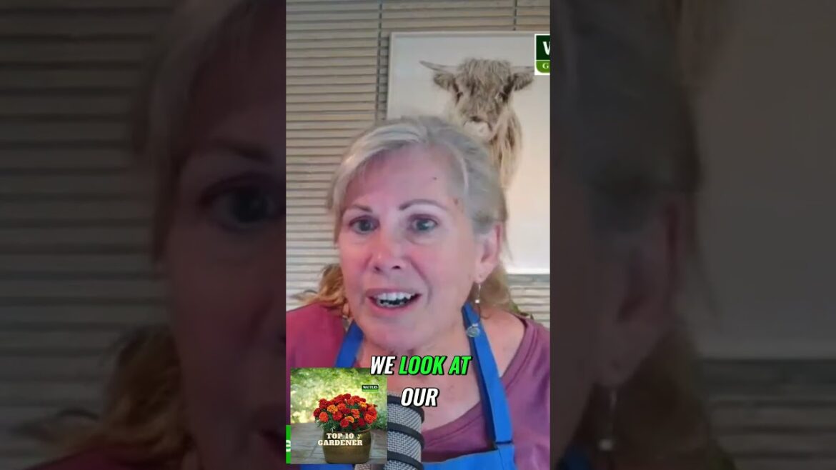 Revive Your Garden Tips for Winter Rose Care Revive Your Garden Tips for Winter Rose Care