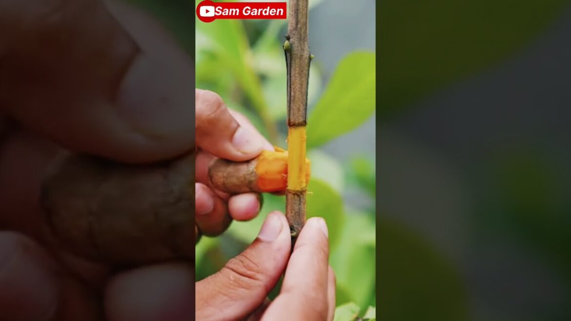 I Grew Guavas in My Apartment || Amrud Plant🌲 #samgarden I Grew Guavas in My Apartment || Amrud Plant🌲 #samgarden