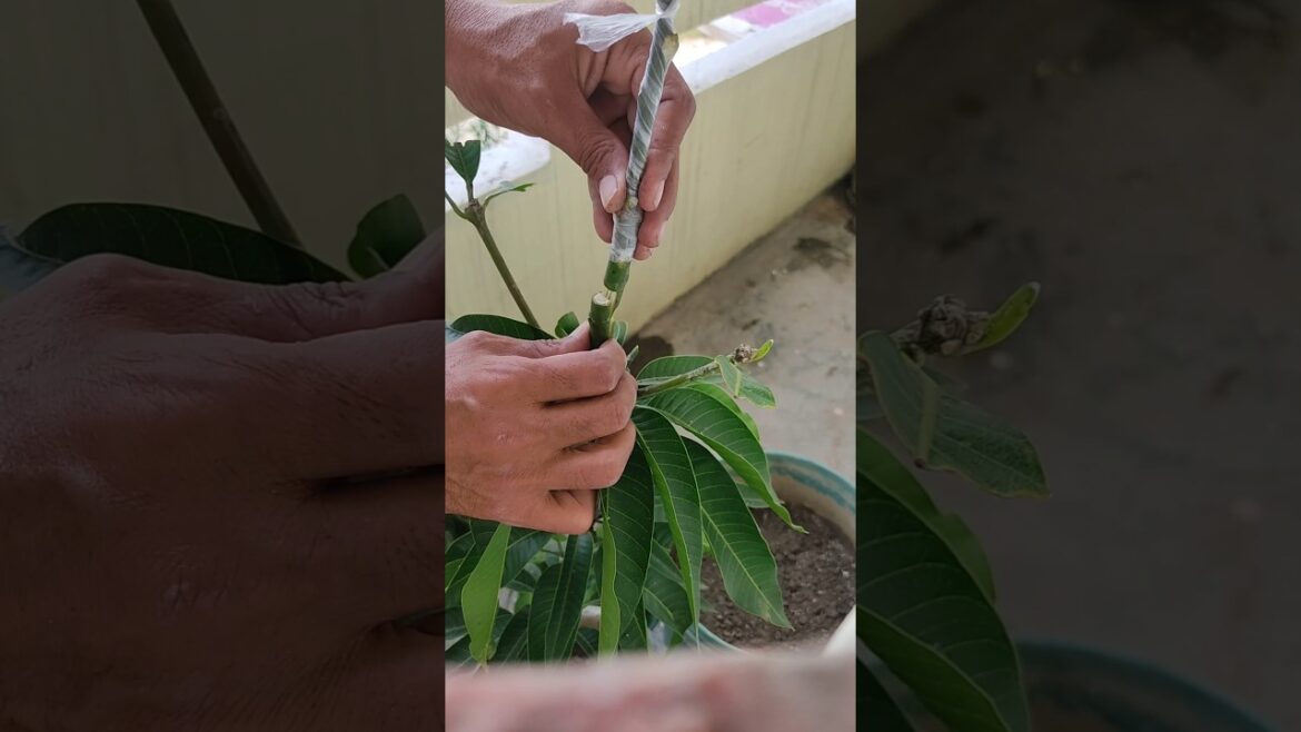 Mango tree grafting #shorts #yt #mango_tree_grafting #grafting #gardening