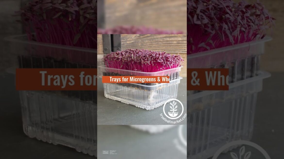 Gardening Trays & Growing Supplies from True Leaf Market Seed Company