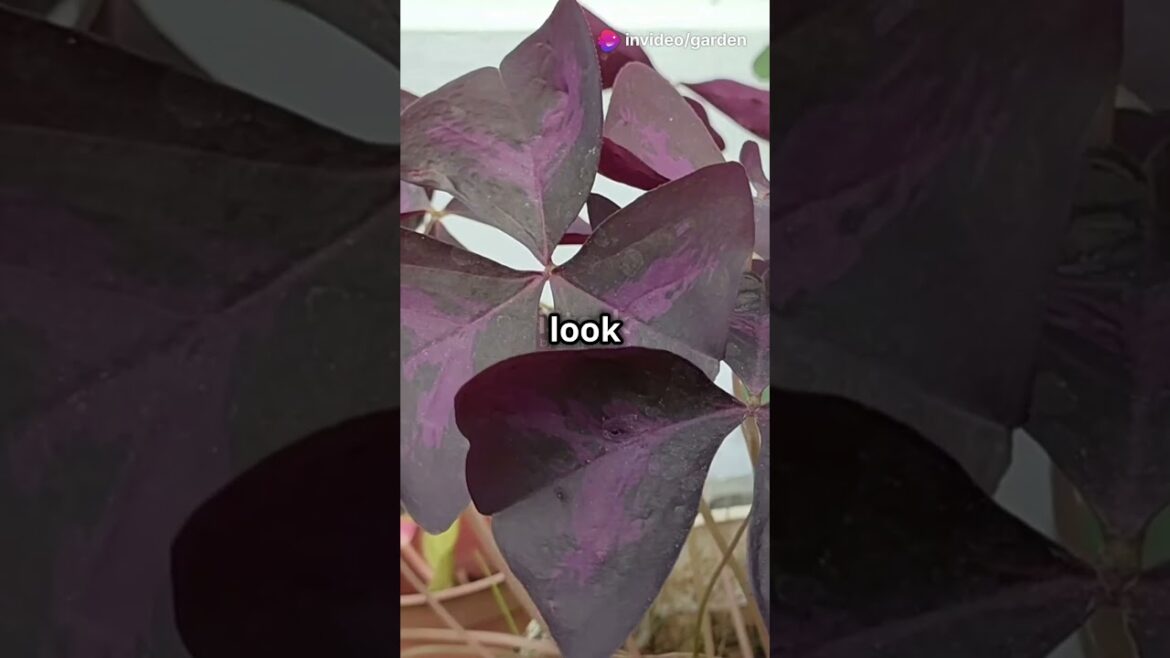 5 Unique Indoor Plants to Elevate Your Garden!🌿 #shorts #uniqueplants  #houseplants  #gardeningideas