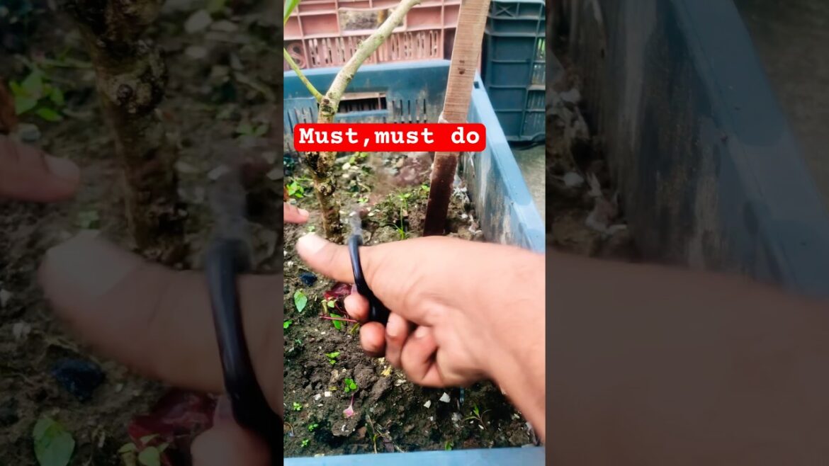 Grafting and care ||#shorts