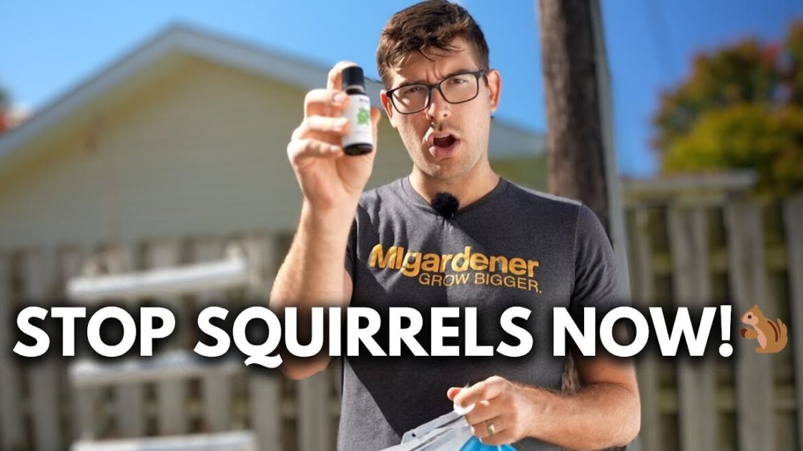 MIgardener: Try These 3 EASY Ways Keep Squirrels Out of Your Garden Try These 3 EASY Ways Keep Squirrels Out of Your Garden