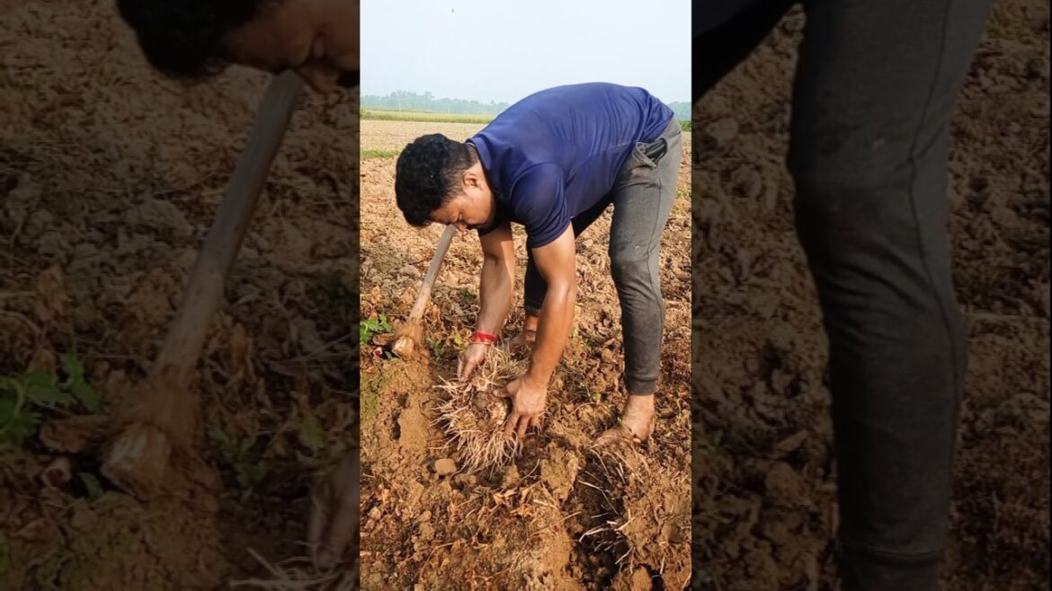 Elephant Foot Yam (Jimikand/Oal)Harvest: Unearthing Giant Roots! 🥔🌱 #shorts Elephant Foot Yam (Jimikand/Oal)Harvest: Unearthing Giant Roots! 🥔🌱 #shorts