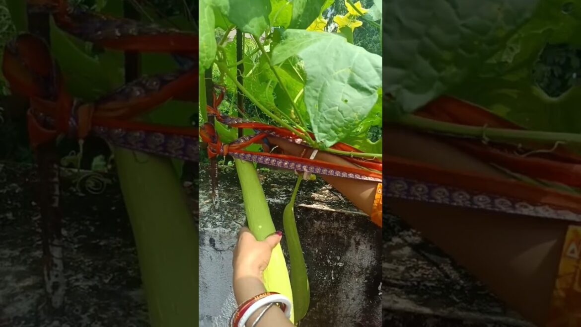 Vegetable garden🍅🍅#shots#ytshorts#cook with rita #food#viral#organic vegetable#delicous#india