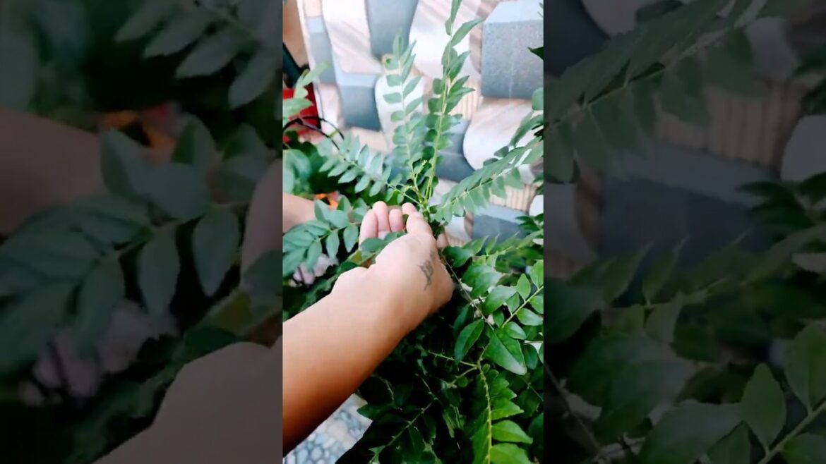 Tips to grow healthy curry leaves ...#garden #shorts #viralshort #subscribe #mybeautifulgarden