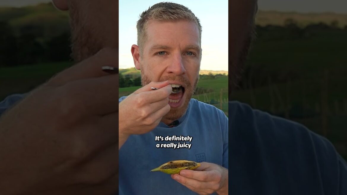 Is this the most delicious Passionfruit species? Red Banana Passionfruit Is this the most delicious Passionfruit species? Red Banana Passionfruit