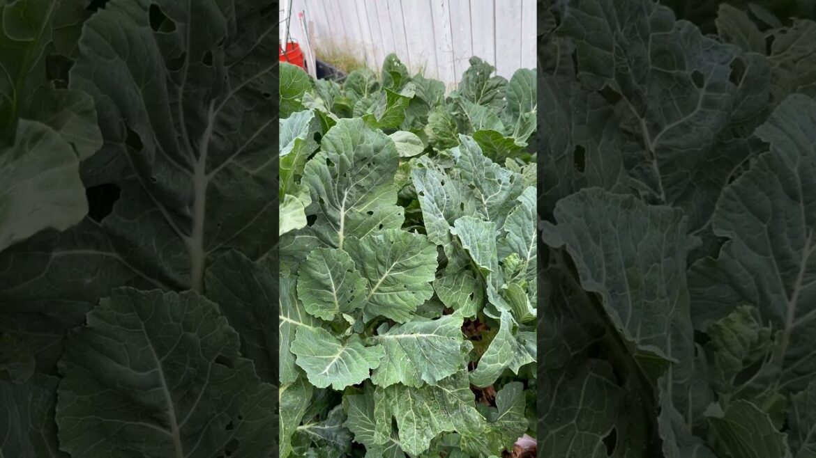 How This Backyard Garden Changed My Life Forever How This Backyard Garden Changed My Life Forever