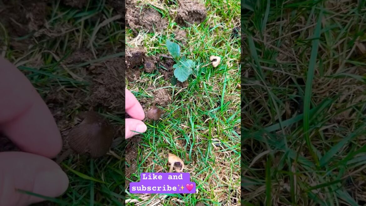 Foraging for Mushrooms in the uk #foraging #mushrooms #forager