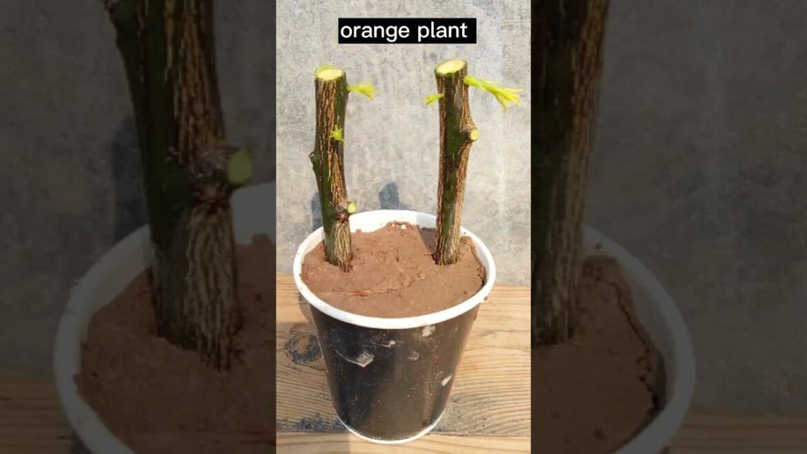 We Propagates orange plant 🍊 by very unique way (At Home ) #garden #fruit