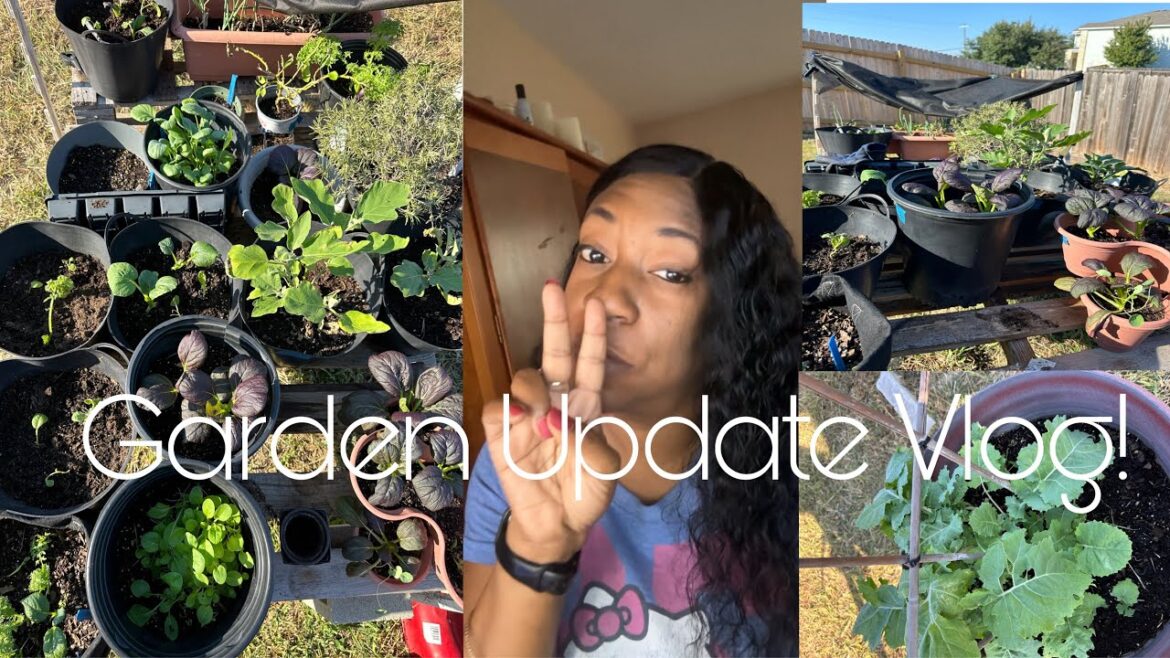 Vlog | Container Garden Update + dropping brassica seeds