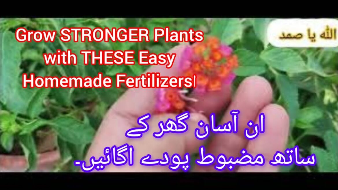 Grow STRONGER Plants with THESE Easy Homemade Fertilizersان آسان گھریلو کھادوں کے ساتھ Grow STRONGER Plants with THESE Easy Homemade Fertilizersان آسان گھریلو کھادوں کے ساتھ