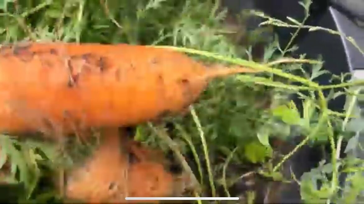 Zone 7 Container Garden Update End of Summer August 21