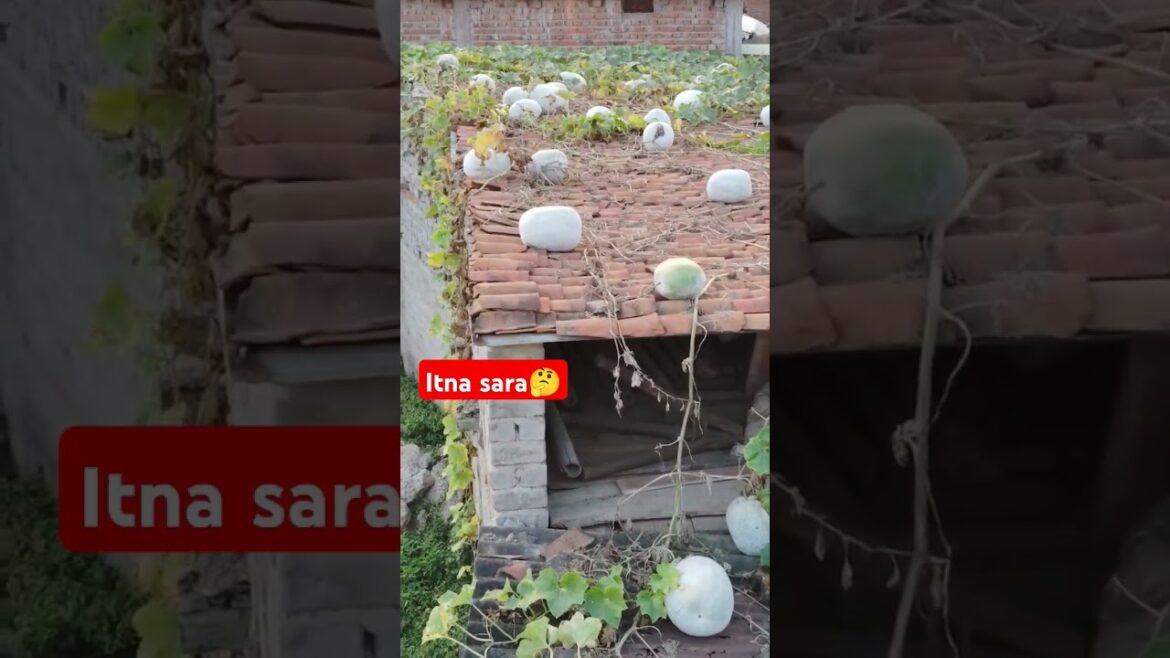 Ash gourd #vegetable #gardening #ashgourd#shorts