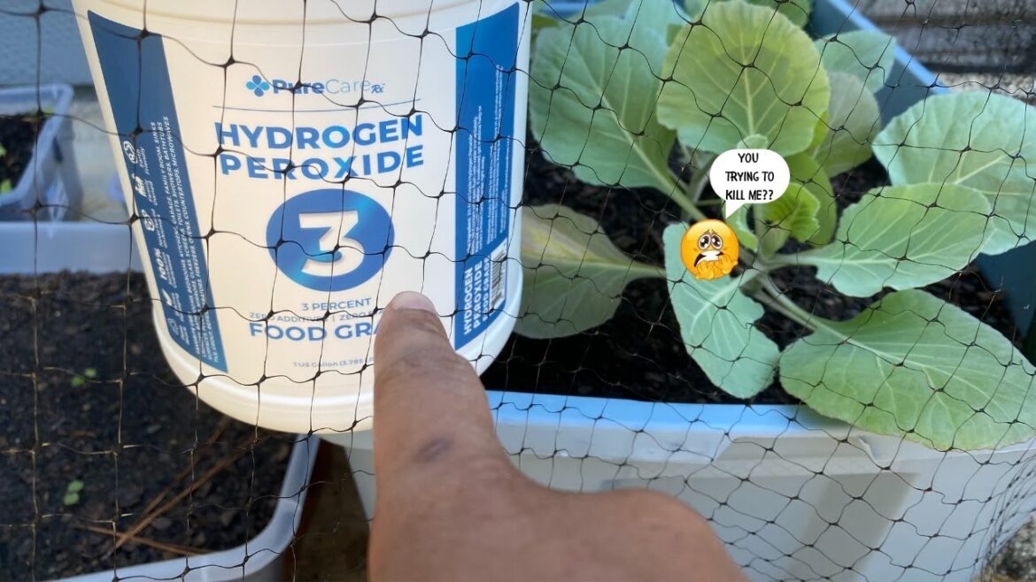 Is Hydrogen Peroxide Safe For Plants? Beginner Gardener Tips Is Hydrogen Peroxide Safe For Plants? Beginner Gardener Tips