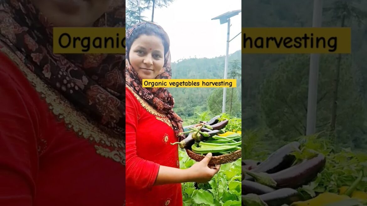 Today's harvesting #shorts #terracegarden #vegetable #gardening #farming @Geeta-ki-desi-life8700
