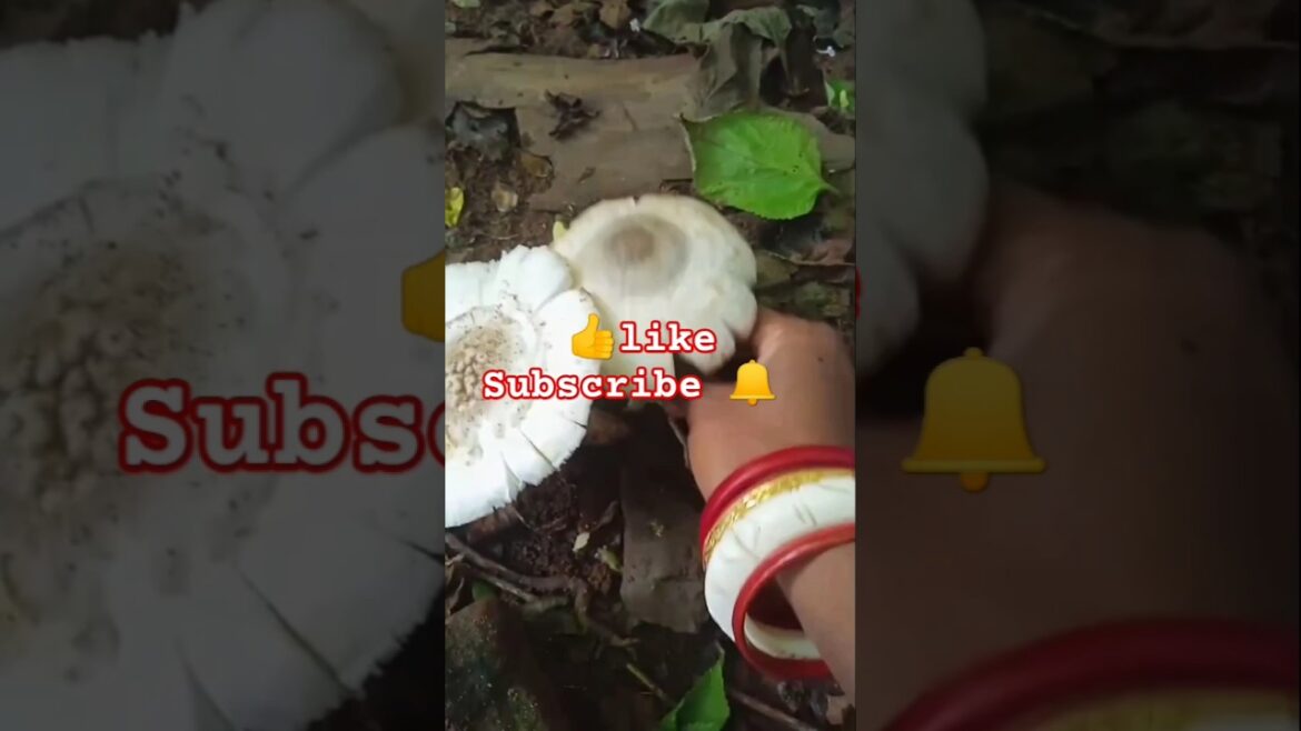 Gardening🍄#mushroom #harvesting #mygarden #shorts #shortsvideo #viralshorts