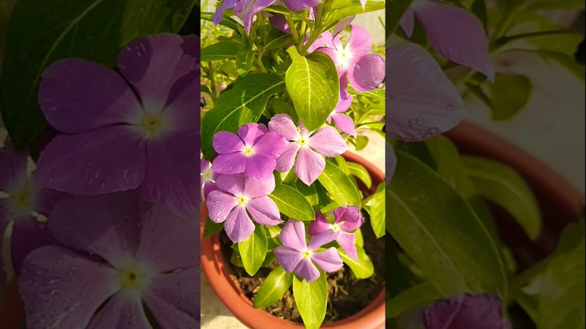 3 BENEFITS TIPS FOR VINCA PERIWINKLE ! #vincaplant#garden#shorts