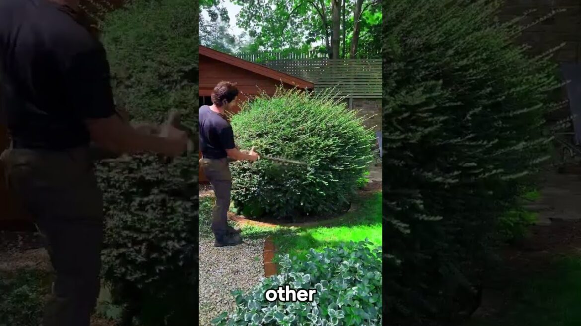 Satisfying Gardening Work 🌳 #garden #cleaning #grass #lawn #viral #fyp #story #120