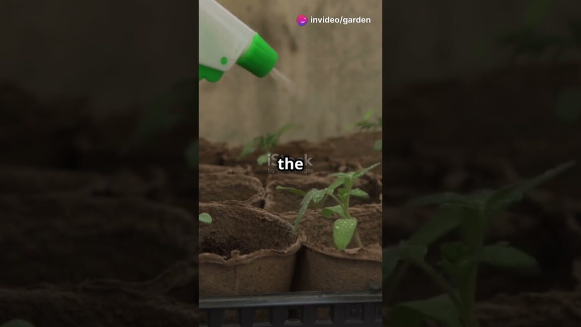 How to Grow Chia Seeds Indoors in Just 7 Days! 🌱 #gardening #chiaseeds  #garden #gardeningtips