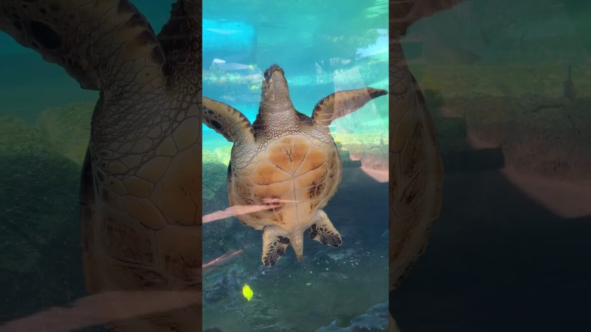 CaliKim: Maui Ocean Center + Insta360 X4 Maui Ocean Center + Insta360 X4