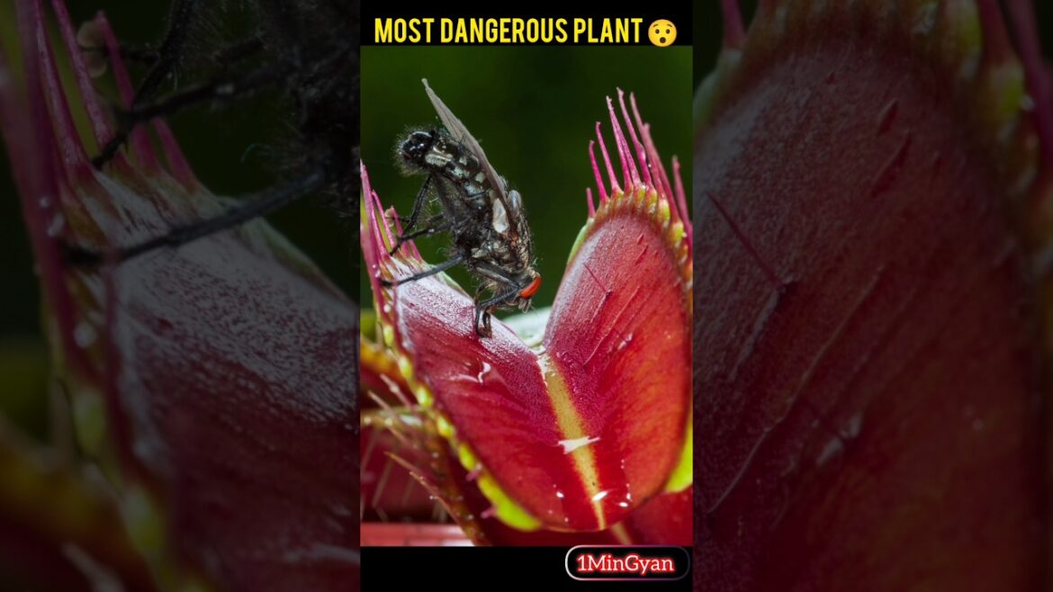 Discover the WORLD’S Most FAMOUS Plant! #facts #shorts #plants #famousshorts #plantkingdom #amazing Discover the WORLD'S Most FAMOUS Plant! #facts #shorts #plants #famousshorts #plantkingdom #amazing