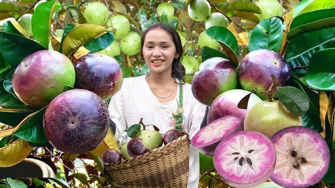 Harvesting Star Apple – A Delicious and Popular Tropical Fruit | Fresh Fruit Picking Tips Harvesting Star Apple – A Delicious and Popular Tropical Fruit | Fresh Fruit Picking Tips