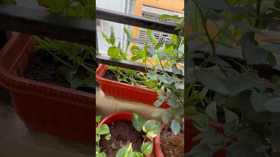 నా చిన్న Garden Tour#viral#trending#garden#tour#gardening#shorts#minivlog#food#fyp#ytshorts#plants