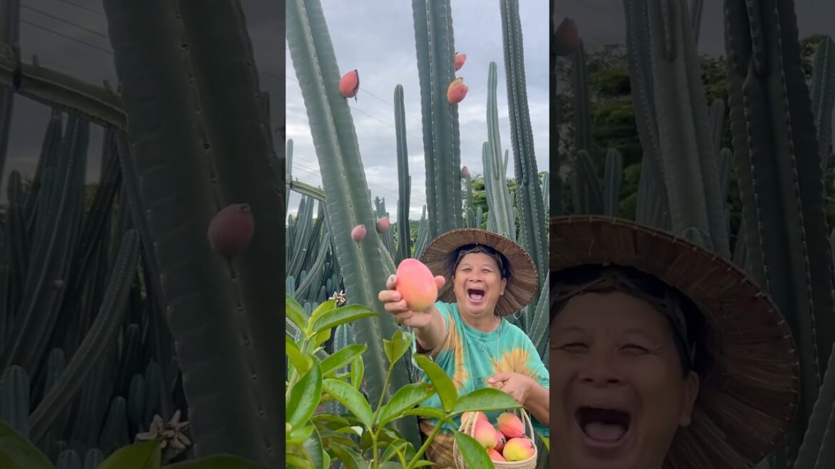 Amazing Peruvian Cactus: A plant that produces delicious fruit! #funfacts Amazing Peruvian Cactus: A plant that produces delicious fruit! #funfacts