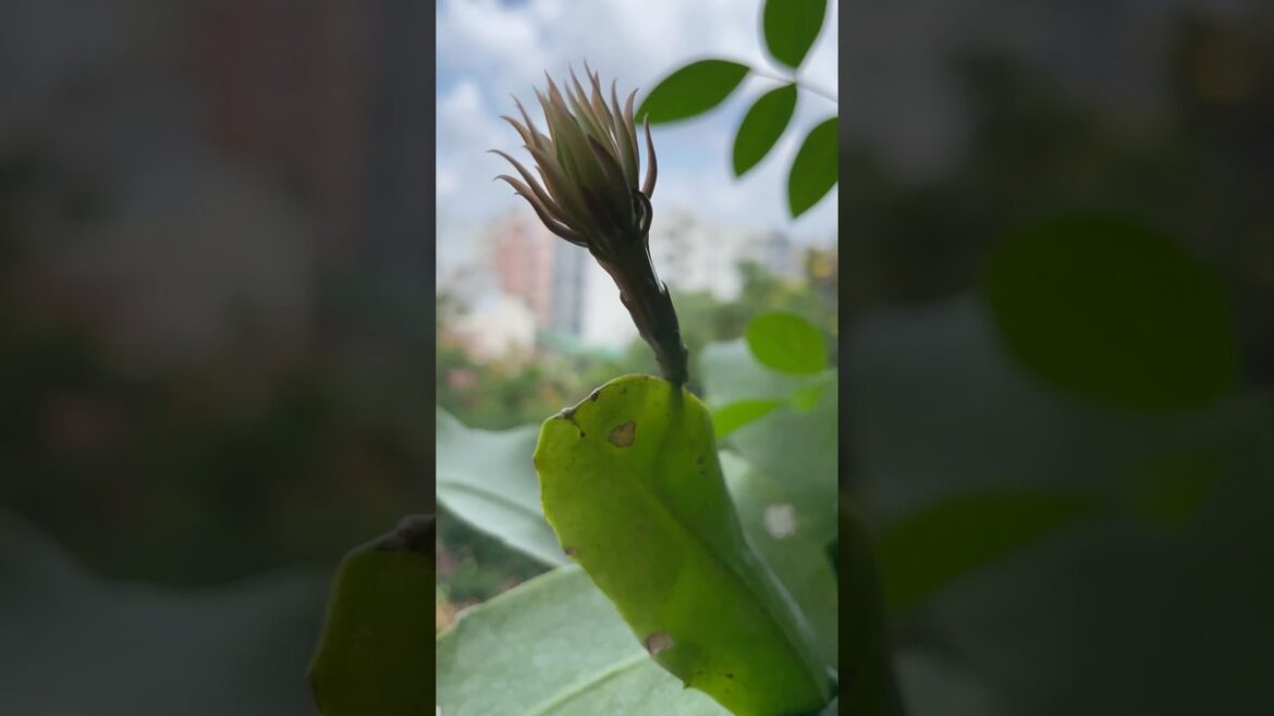 Mini garden- అపార్ట్మెంట్ లో రోజు పూజ కి పువ్వులు- బ్రహ్మ కమలం రోజా పువ్వు- #gardening #minigarden Mini garden- అపార్ట్మెంట్ లో రోజు పూజ కి పువ్వులు- బ్రహ్మ కమలం రోజా పువ్వు- #gardening #minigarden