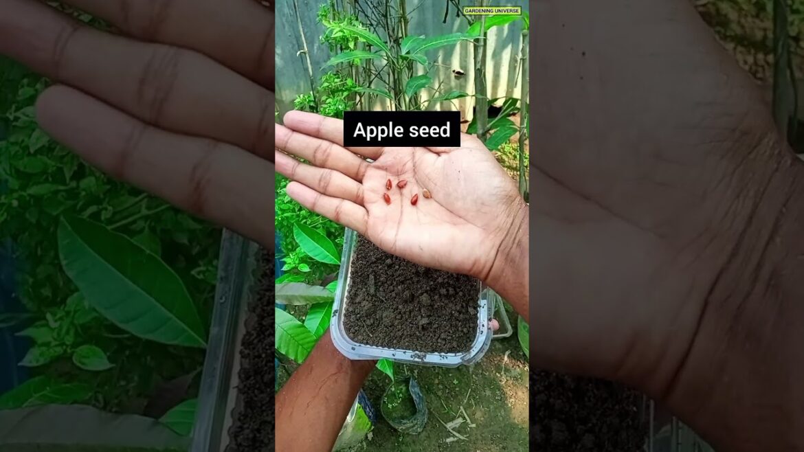Apple seed growing #shorts #propagation Apple seed growing #shorts #propagation