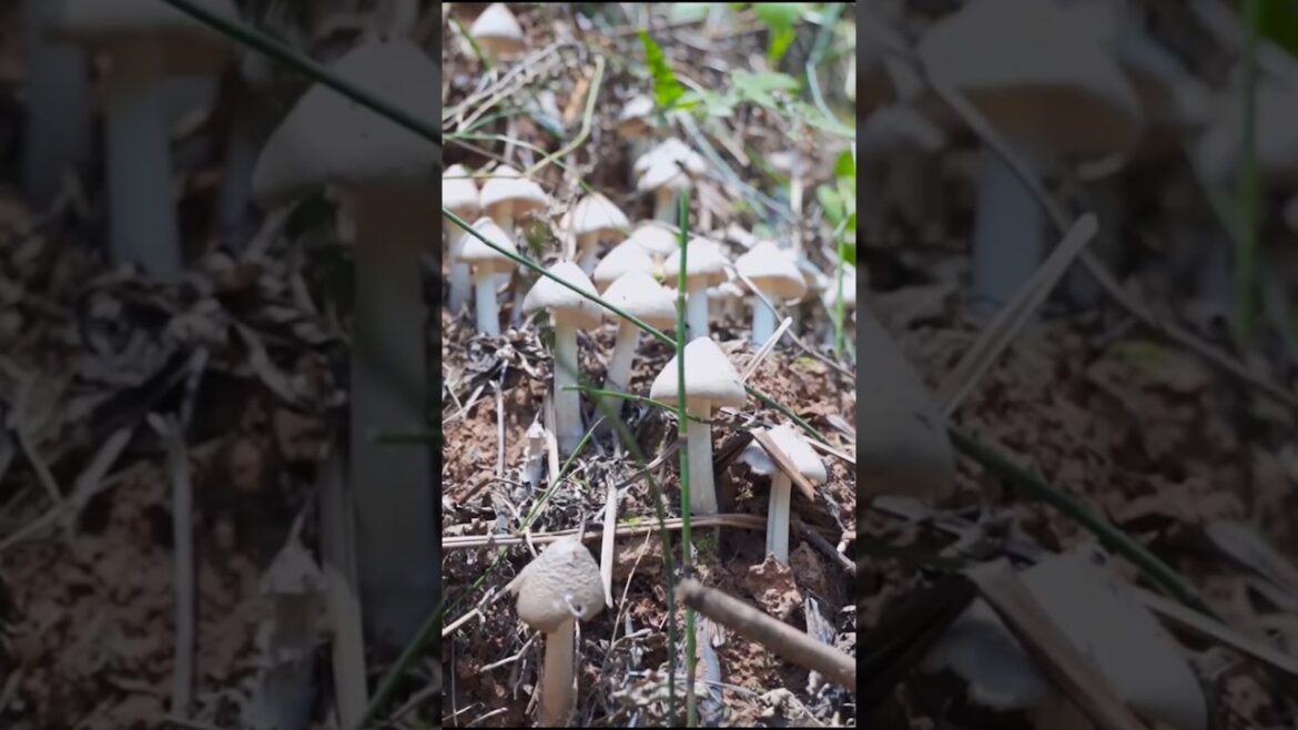 Wild hunters find the biggest mushroom #shorts #ytshorts #mushroom